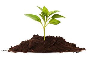 A small plant grows in a pile of rich, dark soil. The plant has bright green leaves and a strong stem. The soil is moist and fertile. The plant is healthy and growing strong. photo
