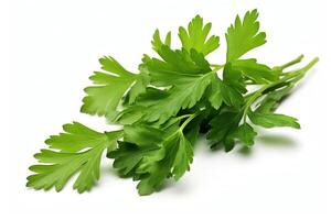Single Coriandrum sativum depicted in highresolution, DiCut style, isolated on a white background, with no watermarks, logos, letters, or shadows photo