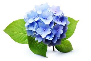 Generate a photo of a blue hydrangea flower with green leaves on a white background