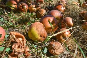 Apples decomposing on the ground. Rotten apples with mold on a sunny autumn day. Natural farming concept. photo