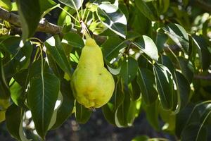 Beautiful natural pear on a branch, twigs and leaves. Healthy Organic Pears. Pear on a tree. Ripen Pear on the Tree photo