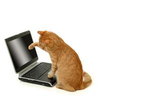Cat is using laptop computer photo