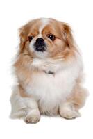 Pekingese dog isolated on a clean white background photo