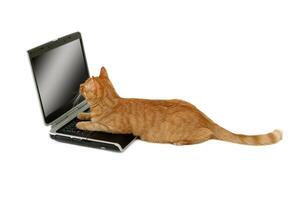 Cat is using laptop computer photo