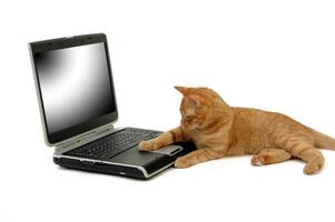 Cat is using laptop computer photo