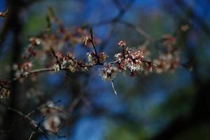 Macro photography of wild cherry on sky background photo