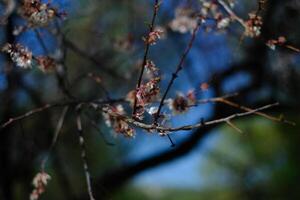 Flowering tree macro photography wild cherry sky background photo