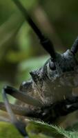 Close-up of big black beetle with mustache. Creative. Face of large black beetle in grass. Large black locust with whiskers in grass video