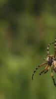 Close-up of wild big spider on web. Creative. Tarantula on spider web in nature. Big spider on web on sunny summer day video