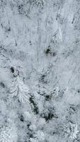 Top view of wild coniferous forest in winter. Clip. Flying over tops of snowy trees in winter. Beautiful winter forest with snow trees video