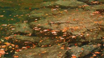 Beautiful autumn leaves on surface of lake. Creative. Beautiful autumn leaves on surface of pure natural lake. Stones in water with autumn leaves floating on surface video