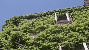 Green trees on which sunlight falls. Action. A beautiful landscape with thickets and houses and the rays of the bright sun are visible. video