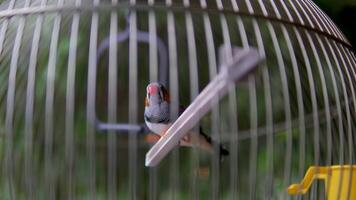Close up shot of two cute little zebra finch or chestnut-eared finch, taeniopygia guttata spotted perching on tree branch and wondering around it surrounding environments, drop a guanoe and fly away. video