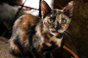calico fluffy fur cat on granite stone and river rock floor photo