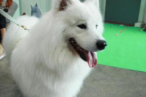 close up fluffy fatty fur samoyed face white dog in publics pet event with blur people background photo