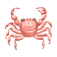 Crab with a red shell. Hand drawn watercolor illustration isolated. Underwater oceanic crustacean animals. Marine tropical theme. Exotic nautical seafood. Clipart for card, print, menu, logo, sticker. png
