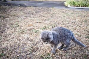 gray cat walking on the grass in the garden, the concept of pets photo