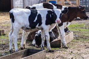 Healthy calves on fresh spring grass at a local farm supporting farm-to-table photo