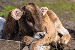 Calf resting peacefully on a sunny day at a sustainable farm showcasing farm-to-table practices photo
