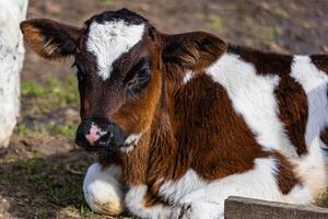 Calf resting in a sunny pasture on a farm showcasing farm-to-table practices photo