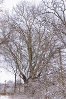 A large, snow-covered tree stands tall in a winter landscape during a chilly afternoon photo
