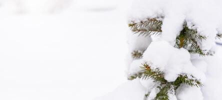 Snow-covered tree branch in a serene winter landscape during a snowy day in a forest photo