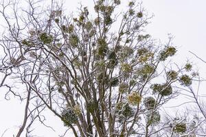 A bare tree stands tall during winter, decorated with green mistletoe clusters photo