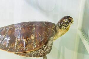 A close-up view of a marine turtle in an aquarium exhibit during daylight hours showcasing its intricate shell patterns and features photo