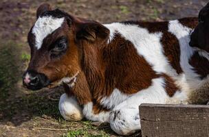 Calf resting peacefully on a sunny farm in the early afternoon, representing farm-to-table practices photo