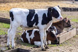 Cows grazing in a sunny pasture at a farm emphasizing the farm-to-table concept photo