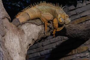 A majestic iguana resting on a branch at night in a lush garden setting photo