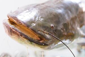Large freshwater fish with distinctive features caught in a river during the afternoon light, showcasing its curious behavior photo