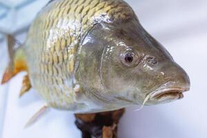 Close-up of a freshwater fish resting on a display in an aquarium setting featuring intricate scales and fine details photo