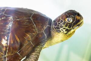 Close-up of a green sea turtle in an aquarium, highlighting its unique shell patterns in a calm underwater habitat photo