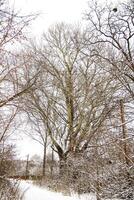A large, leafless tree dominates the landscape, surrounded by a blanket of fresh snow photo