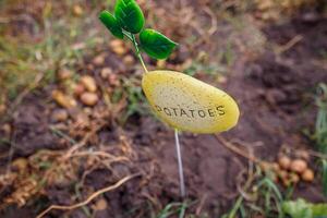 A colorful potato marker stands in a garden bed, surrounded by freshly harvested potatoes, signaling the crop's identification during the autumn harvest. photo