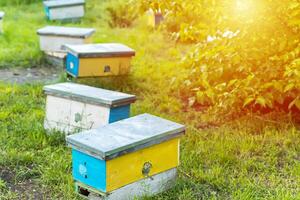 hive swarm, make increase from colony, make up nucleus, nuc hive rearing. Yellow hives for cuttings of honey bees nucleuses in garden among grass photo