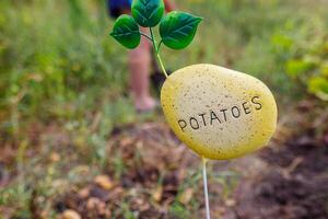 A whimsical garden marker rests in soil, clearly labeled with the word potatoes. Lush greenery surrounds the marker, suggesting a thriving garden during a warm afternoon. photo