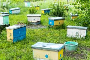 hive swarm, make increase from colony, make up nucleus, nuc hive rearing. Yellow hives for cuttings of honey bees nucleuses in garden among grass photo