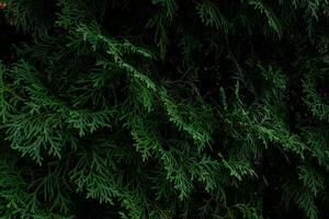 Close up of thick green coniferous thuja branches. photo