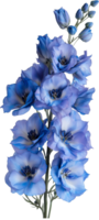 Delphinium Flower isolated - Delphinium Clipart - Delphinium Floral illustration png