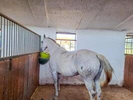 a white horse eats grain after training in a stable. Czech photo