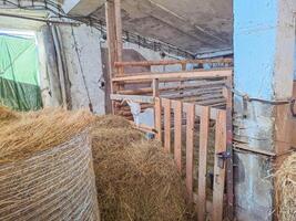 portrait of a single white young goat standing in a stall and looking into frame photo