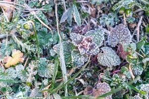 Selective focus. First frost on a frozen field plants, late autumn close-up. Beautiful abstract frozen microcosmos pattern. Freezing weather frost action in nature. Floral backdrop. photo