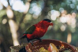 Red parrot sitting in tree eating Lorius domicella photo