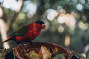 Red parrot sitting in tree eating Lorius domicella photo