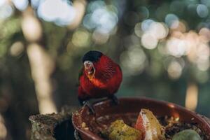 Red parrot sitting in tree eating Lorius domicella photo