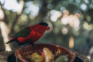Red parrot sitting in tree eating Lorius domicella photo