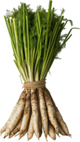 Salsify vegetable isolated, Tragopogon porrifolius Clipart - fresh green salsify bundle illustration png