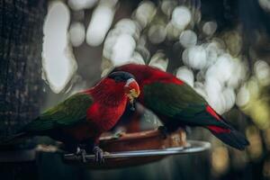 Red parrot sitting in tree eating Lorius domicella photo